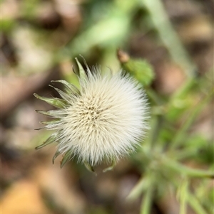 Sonchus asper at Campbell, ACT - 6 Nov 2024 12:59 PM