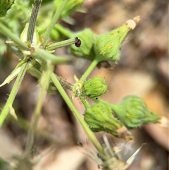 Sonchus asper at Campbell, ACT - 6 Nov 2024 12:59 PM