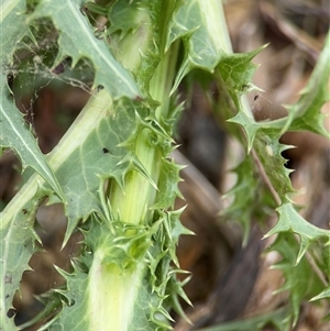 Sonchus asper at Campbell, ACT - 6 Nov 2024 12:59 PM