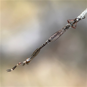 Leptogaster sp. (genus) at Campbell, ACT - 6 Nov 2024 01:48 PM