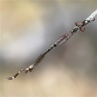 Leptogaster sp. (genus) (Robber fly) at Campbell, ACT - 6 Nov 2024 by Hejor1