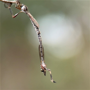 Leptogaster sp. (genus) at Campbell, ACT - 6 Nov 2024 01:48 PM