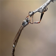 Leptogaster sp. (genus) at Campbell, ACT - 6 Nov 2024 01:48 PM