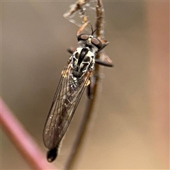 Cerdistus sp. (genus) (Slender Robber Fly) at Campbell, ACT - 6 Nov 2024 by Hejor1