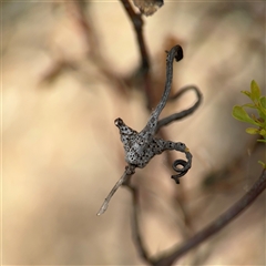 Apiomorpha munita (Four horned Gum-tree Gall) at Campbell, ACT - 6 Nov 2024 by Hejor1