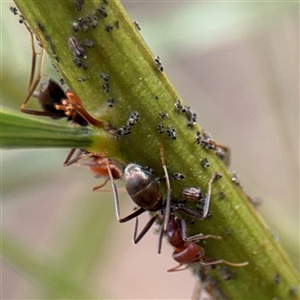 Psyllidae sp. (family) at Campbell, ACT - 6 Nov 2024