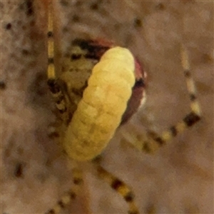 Diptera endoparasites at Campbell, ACT - 6 Nov 2024 01:31 PM