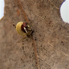 Diptera endoparasites at Campbell, ACT - 6 Nov 2024 01:31 PM