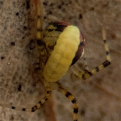 Diptera endoparasites at Campbell, ACT - 6 Nov 2024 01:31 PM