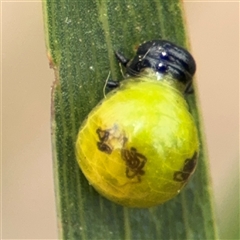 Calomela sp. (genus) (Acacia leaf beetle) at Campbell, ACT - 6 Nov 2024 by Hejor1