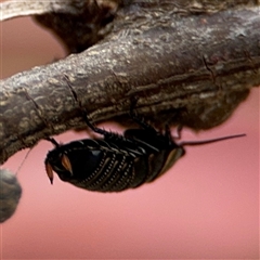 Ellipsidion australe (Austral Ellipsidion cockroach) at Campbell, ACT - 6 Nov 2024 by Hejor1