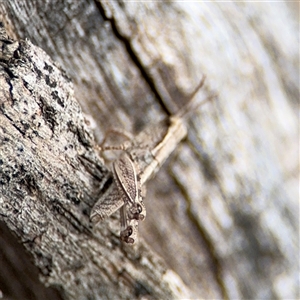 Phaulacridium vittatum at Campbell, ACT - 6 Nov 2024 01:41 PM