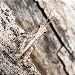 Phaulacridium vittatum at Campbell, ACT - 6 Nov 2024 01:41 PM