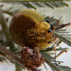 Paropsisterna cloelia (Eucalyptus variegated beetle) at Campbell, ACT - 6 Nov 2024 by Hejor1