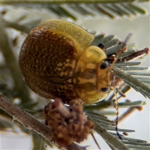 Paropsisterna cloelia at Campbell, ACT - 6 Nov 2024