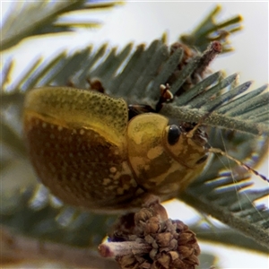 Paropsisterna cloelia at Campbell, ACT - 6 Nov 2024