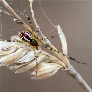 Theridion pyramidale at Campbell, ACT - 6 Nov 2024 01:57 PM