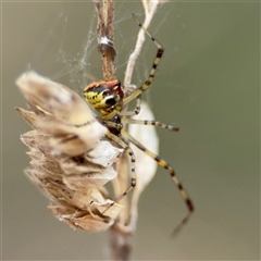 Theridion pyramidale at Campbell, ACT - 6 Nov 2024 01:57 PM