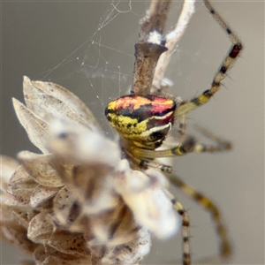 Theridion pyramidale at Campbell, ACT - 6 Nov 2024 01:57 PM