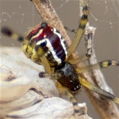 Theridion pyramidale at Campbell, ACT - 6 Nov 2024 01:57 PM