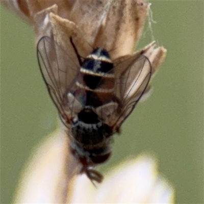 Cylindromyia sp. (genus) (Bristle fly) at Campbell, ACT - 6 Nov 2024 by Hejor1