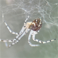 Parasteatoda sp. (genus) at Campbell, ACT - 6 Nov 2024 01:58 PM