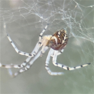 Parasteatoda sp. (genus) at Campbell, ACT - 6 Nov 2024 01:58 PM