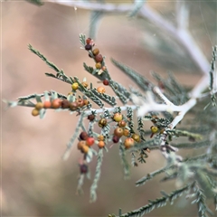 Austroacacidiplosis botrycephalae (A Gall Midge) at Ainslie, ACT - 6 Nov 2024 by Hejor1