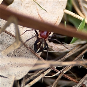 Habronestes sp. (genus) at Campbell, ACT - 6 Nov 2024