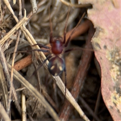 Habronestes sp. (genus) at Campbell, ACT - 6 Nov 2024