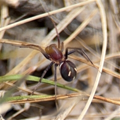 Habronestes sp. (genus) at Campbell, ACT - 6 Nov 2024