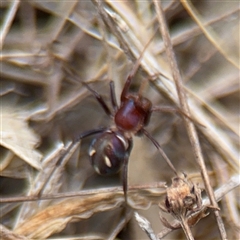 Habronestes sp. (genus) at Campbell, ACT - 6 Nov 2024