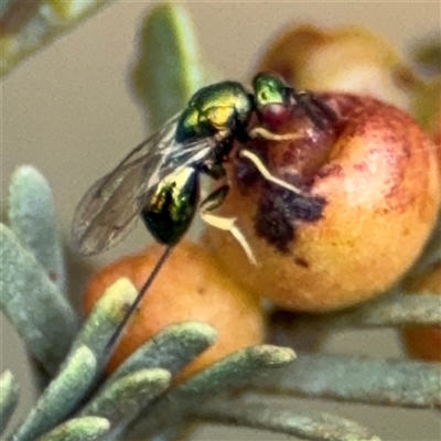 Torymidae (family) (Torymid wasp) at Campbell, ACT - 6 Nov 2024 by Hejor1