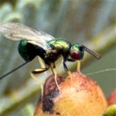 Torymidae (family) at Campbell, ACT - 6 Nov 2024 02:07 PM