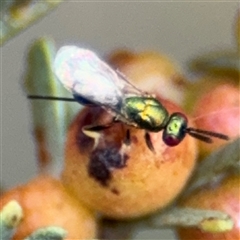 Torymidae (family) at Campbell, ACT - 6 Nov 2024 02:07 PM