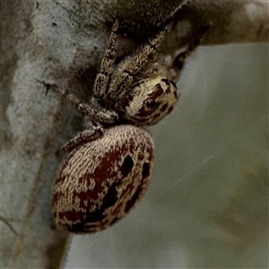 Opisthoncus sp. (genus) at Campbell, ACT - 6 Nov 2024 02:10 PM