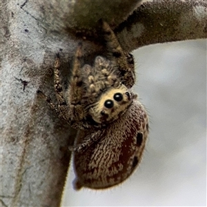 Opisthoncus sp. (genus) at Campbell, ACT - 6 Nov 2024 02:10 PM