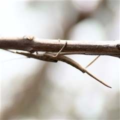 Zaprochilus australis at Campbell, ACT - 6 Nov 2024 02:15 PM