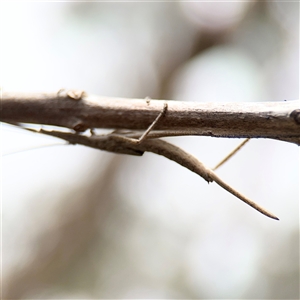 Zaprochilus australis at Campbell, ACT - 6 Nov 2024 02:15 PM