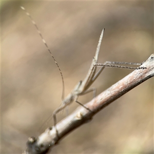 Zaprochilus australis at Campbell, ACT - 6 Nov 2024 02:15 PM