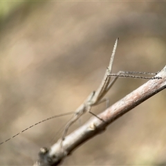 Unidentified at suppressed - 6 Nov 2024