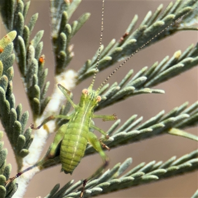 Tettigoniidae (family) at Campbell, ACT - 6 Nov 2024 by Hejor1