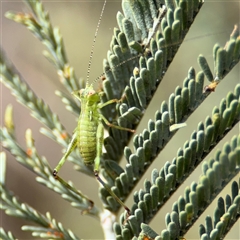 Caedicia simplex at Campbell, ACT - 6 Nov 2024 02:19 PM