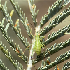 Caedicia simplex at Campbell, ACT - 6 Nov 2024 02:19 PM