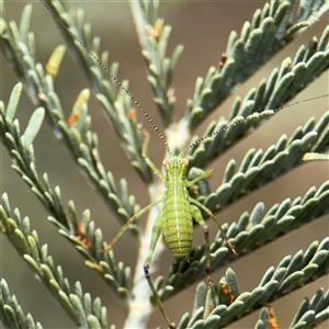 Caedicia simplex at Campbell, ACT - 6 Nov 2024 02:19 PM