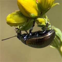 Chrysolina quadrigemina at Campbell, ACT - 6 Nov 2024 02:20 PM