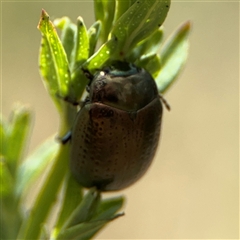 Chrysolina quadrigemina at Campbell, ACT - 6 Nov 2024 02:20 PM