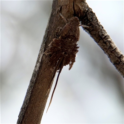 Fulgoroidea sp. (superfamily) (Unidentified fulgoroid planthopper) at Campbell, ACT - 6 Nov 2024 by Hejor1