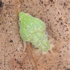 Flatidae (family) (Unidentified Flatid planthopper) at Campbell, ACT - 6 Nov 2024 by Hejor1