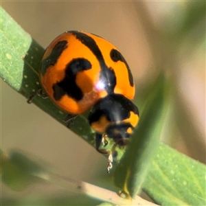 Coccinella transversalis at Campbell, ACT - 6 Nov 2024